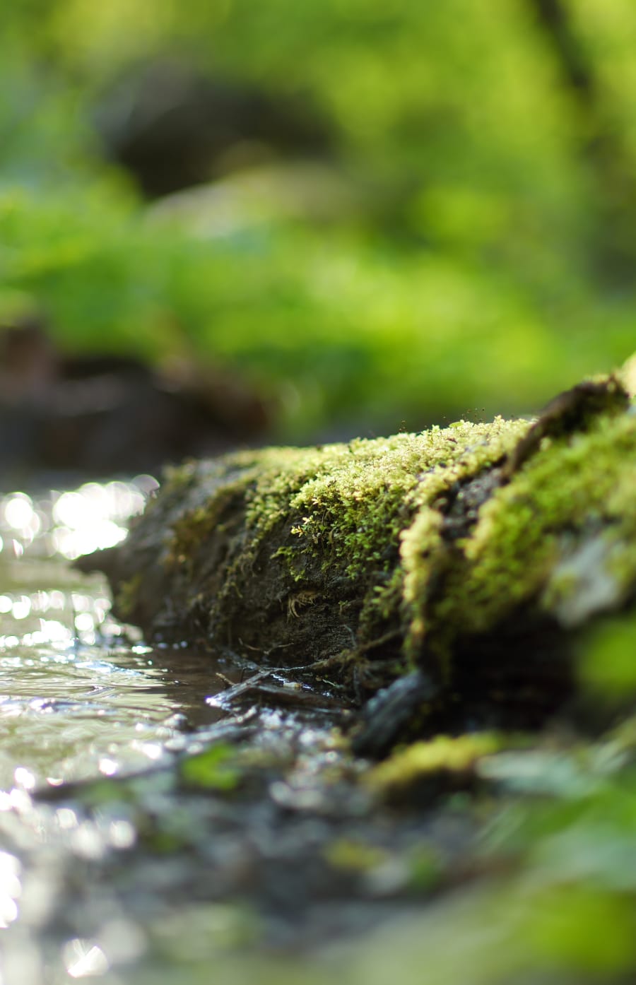 Blurred image of running water with a mossy fallen tree.